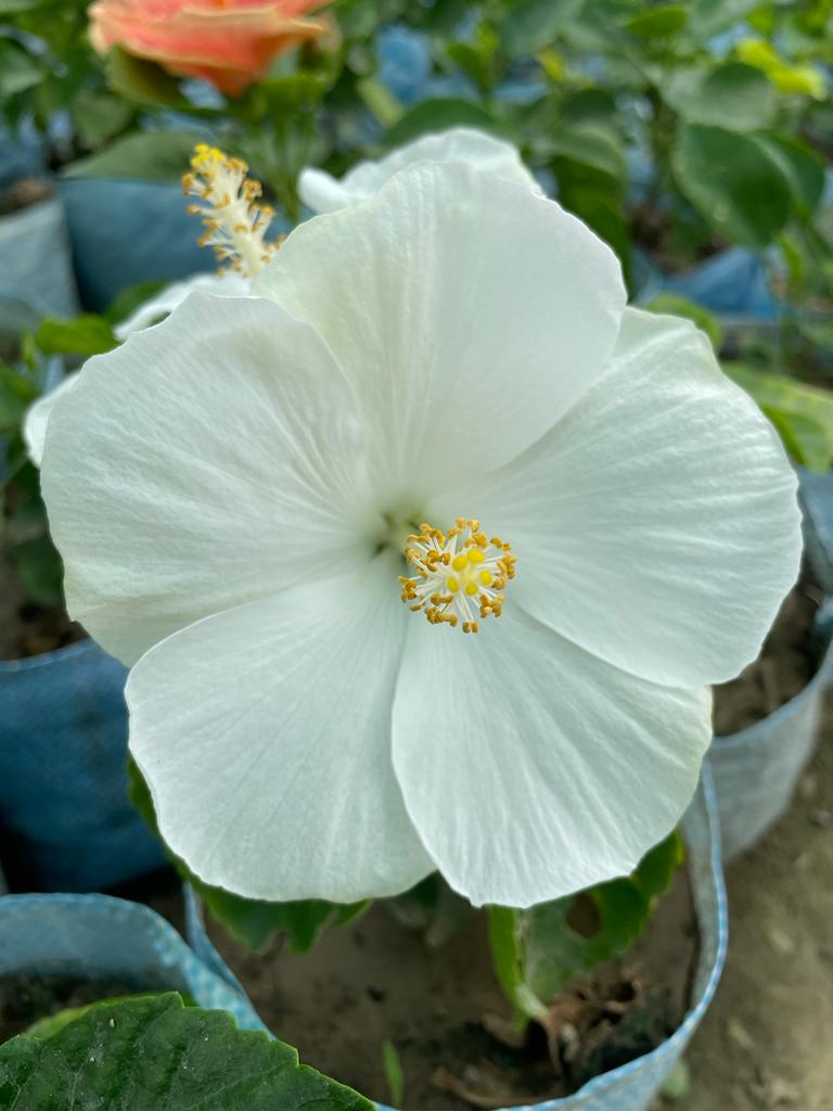 Hibiscus Plant - Premium Flowering Plants from Plantparadise - Just $299.00! Shop now at Plantparadise