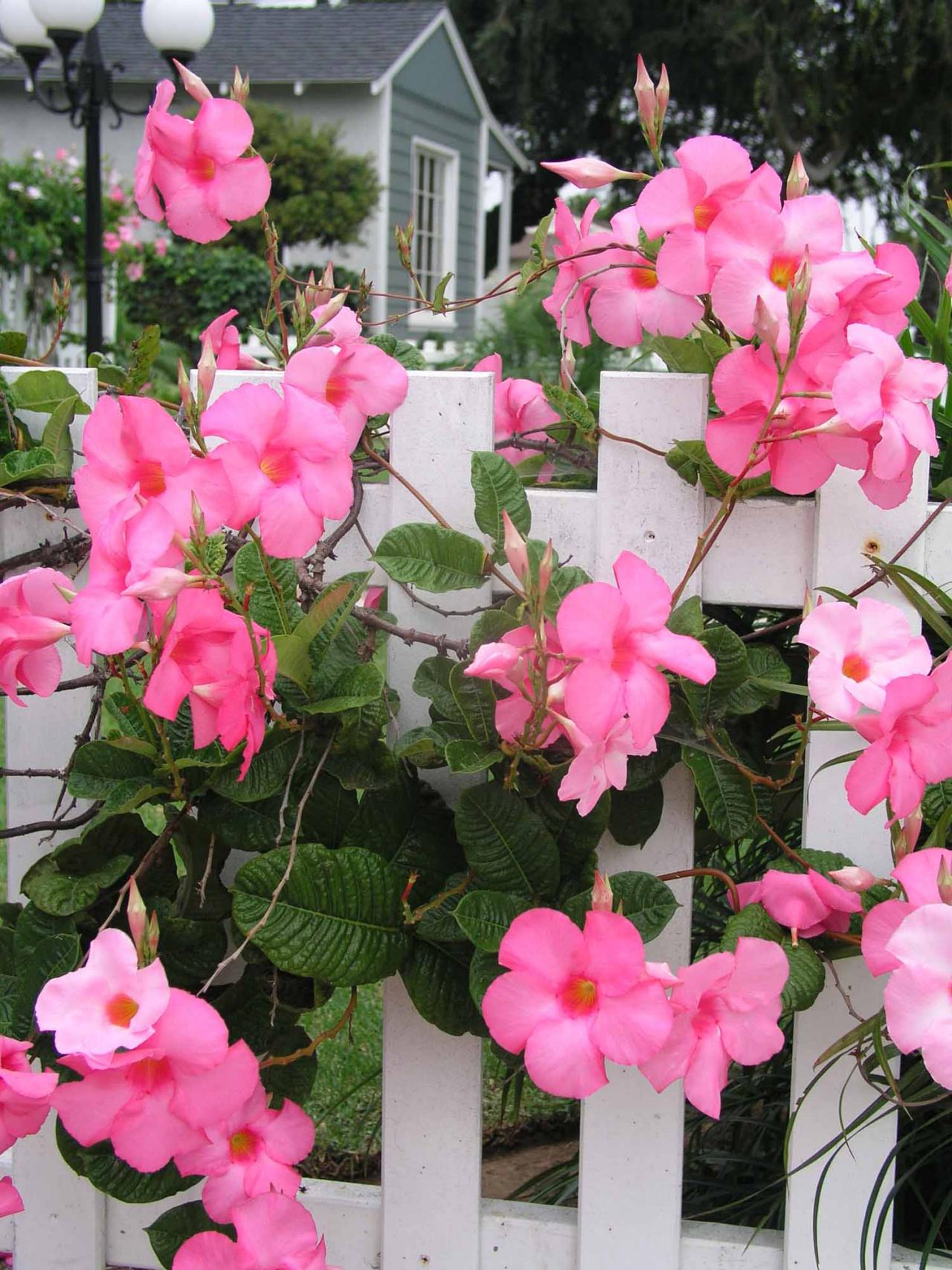Mandevilla Flower Plants - Premium Flowering Plants from Plantparadise - Just $349.00! Shop now at Plantparadise