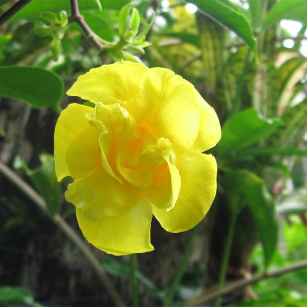 Allamanda Yellow Double - Creepers & Climbers - Premium Creepers & Climbers from Plantparadise - Just $400.0! Shop now at Plantparadise