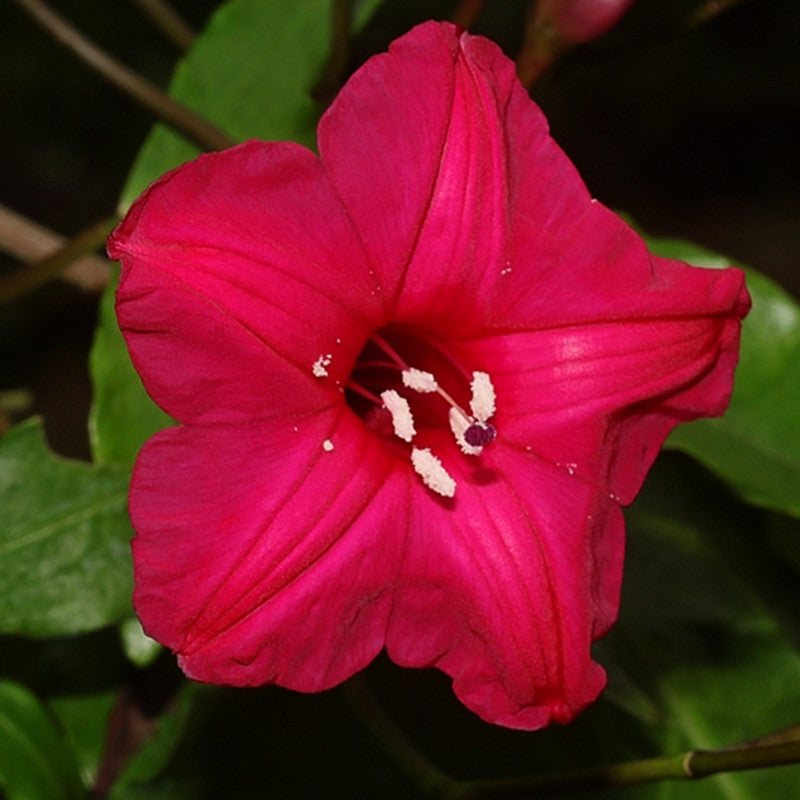Cardinal Creeper(Ipomoea Horsfalliae) - Creepers & Climbers - Premium Creepers & Climbers from Plantparadise - Just $975.00! Shop now at Plantparadise