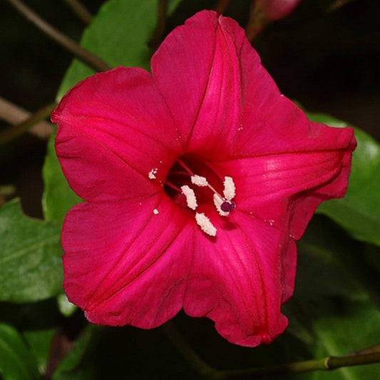 Cardinal Creeper(Ipomoea Horsfalliae) - Creepers & Climbers - Premium Creepers & Climbers from Plantparadise - Just $975.00! Shop now at Plantparadise