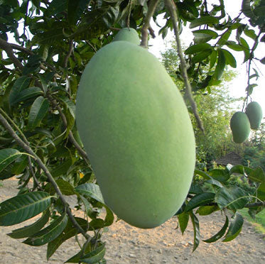 Gobindabhog Mango Plant Grafted - Premium Fruit Plants from Plantparadise - Just $549.00! Shop now at Plantparadise