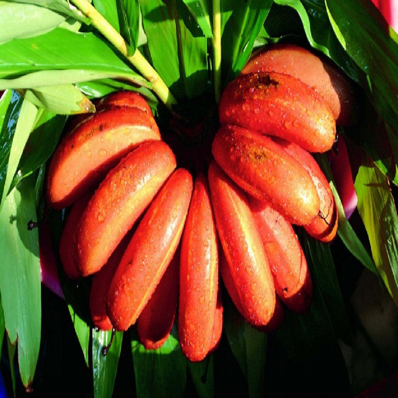 Red Banana/Red Chakrakeli - Fruit Plants & Tree - Premium Fruit Plants & Tree from Plantparadise - Just $570.0! Shop now at Plantparadise