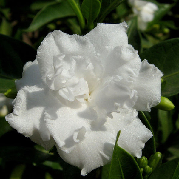 Tagar Double Frills - Flowering Shrubs - Premium Flowering Shrubs from Plantparadise - Just $635.00! Shop now at Plantparadise