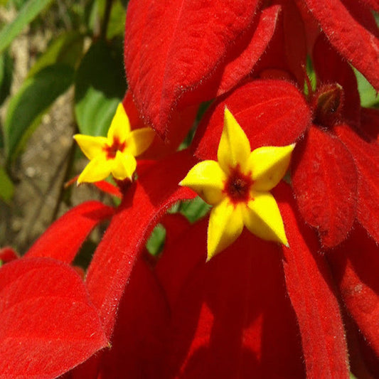 Mussaenda Red - Flowering Shrubs - Premium Flowering Shrubs from Plantparadise - Just $550.00! Shop now at Plantparadise