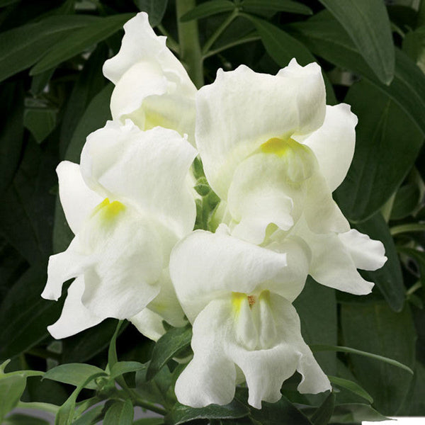 Antirrhinum White- SEASONALS - Premium SEASONALS from Plantparadise - Just $301.00! Shop now at Plantparadise