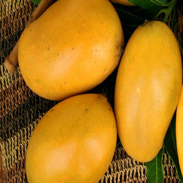 Mango Mallika(Grafted)- Fruit Plants & Tree - Premium Fruit Plants & Tree from Plantparadise - Just $450.0! Shop now at Plantparadise