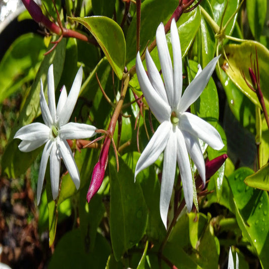 Angel wing jasmine  - Creepers & Climbers - Premium Creepers & Climbers from Plantparadise - Just $300.00! Shop now at Plantparadise
