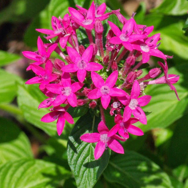 Pentas Dark Pink - Flowering Plants - Premium Flowering Plants from Plantparadise - Just $580.00! Shop now at Plantparadise