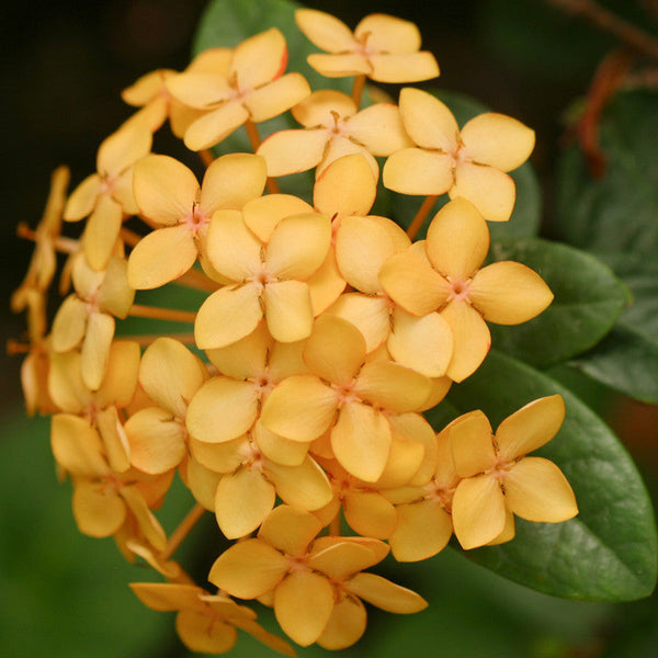 Ixora Semi Dwarf Yellow - Flowering Shrubs - Premium Flowering Shrubs from Plantparadise - Just $340.00! Shop now at Plantparadise