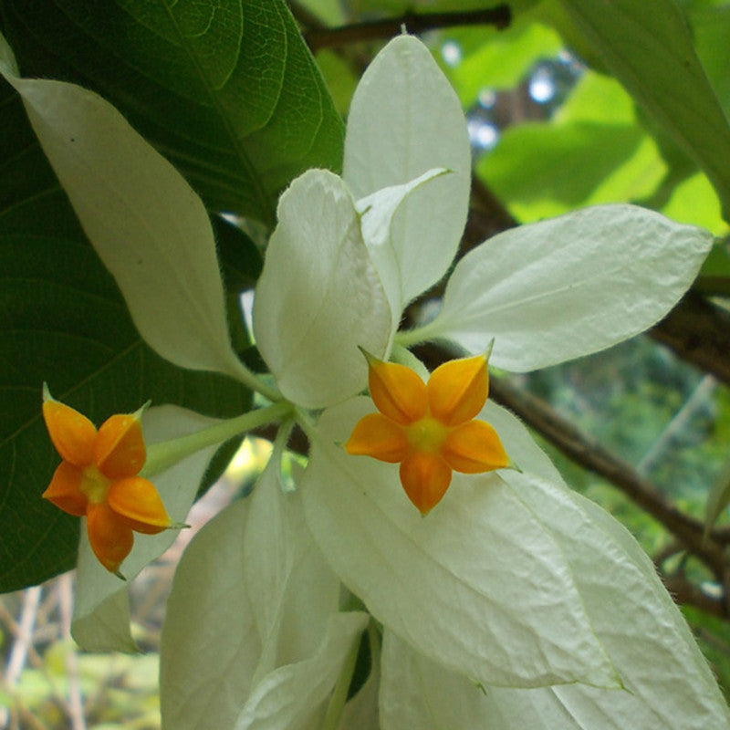 Mussaenda White - Flowering Shrubs - Premium Flowering Shrubs from Plantparadise - Just $720.00! Shop now at Plantparadise