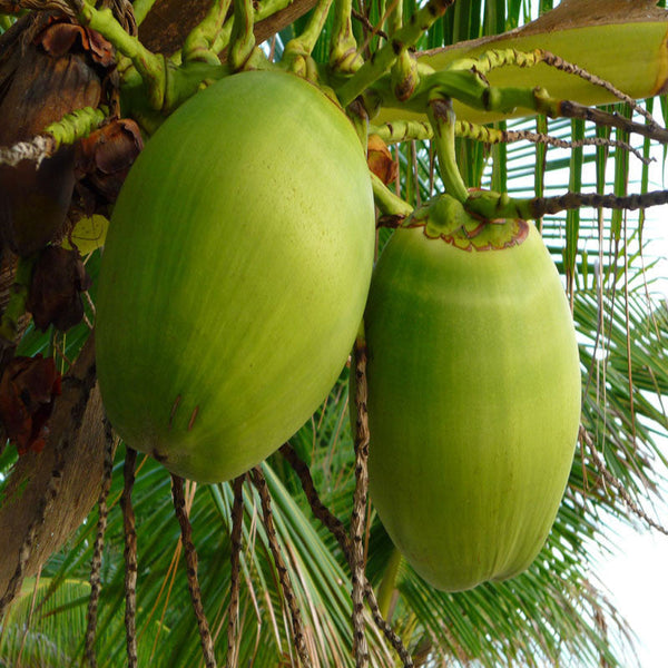 Coconut-Desi- Fruit Plants & Tree - Premium Fruit Plants & Tree from Plantparadise - Just $680.0! Shop now at Plantparadise