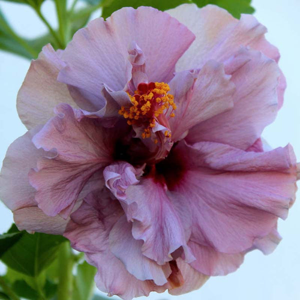 Hibiscus Purple DOUBLE - Flowering Shrubs - Premium Flowering Shrubs from Plantparadise - Just $299.00! Shop now at Plantparadise