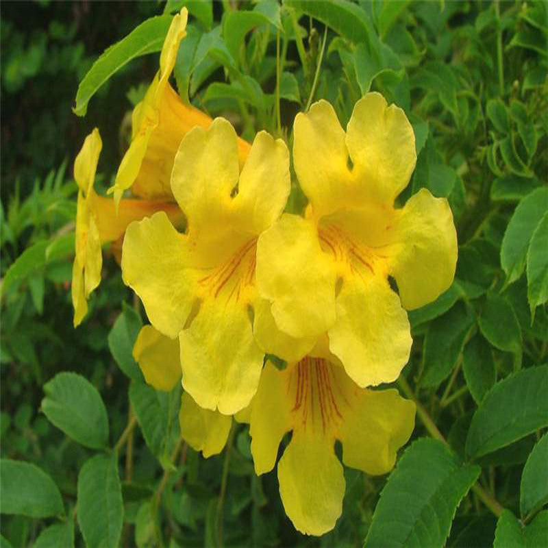 Tecoma gaudichaudi/Yellow Bells- Flowering Shrubs - Premium Flowering Shrubs from Plantparadise - Just $650.00! Shop now at Plantparadise