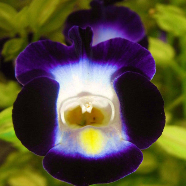 Torenia Violet - SEASONALS - Premium SEASONALS from Plantparadise - Just $331.00! Shop now at Plantparadise