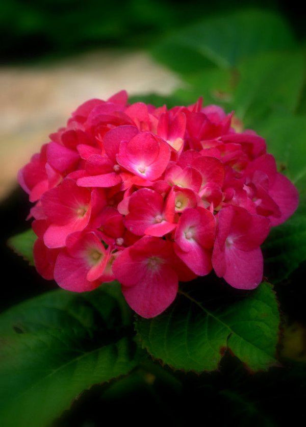 Hybrid Hydrangea Plant - Premium Flowering Plants from Plantparadise - Just $480.0! Shop now at Plantparadise