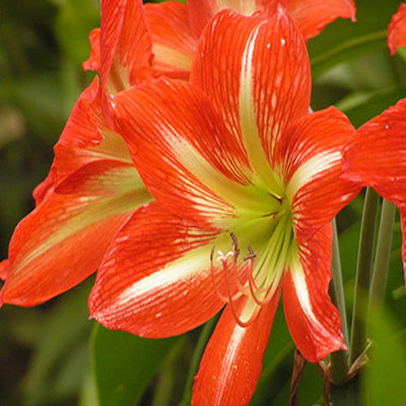 Amaryllis Lily Red - Flowering Plants - Premium Flowering Bulb from Plantparadise - Just $400.00! Shop now at Plantparadise