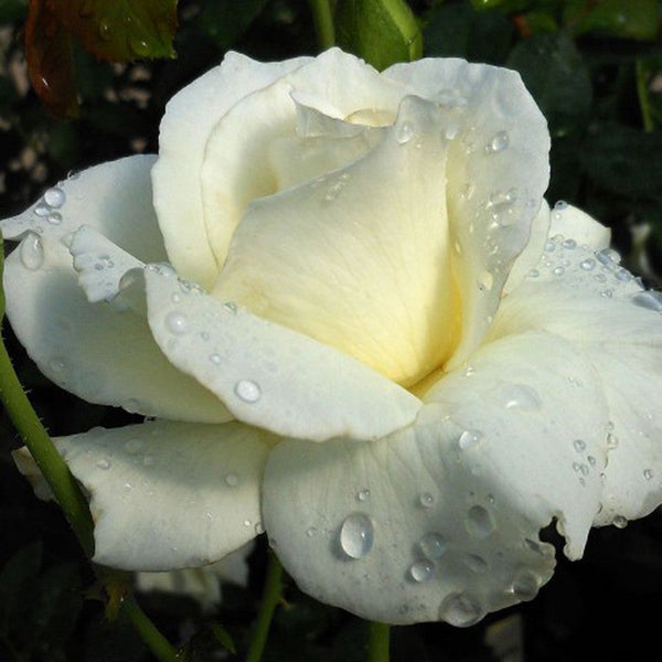 Rosa White Success - Flowering Shrubs - Premium Flowering Shrubs from Plantparadise - Just $299.0! Shop now at Plantparadise