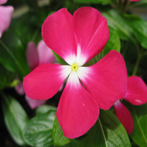 Periwinkle Pink- SEASONALS|"Periwinkle Pink: Blooms of Elegance for Every Season" - Premium SEASONALS from Plantparadise - Just $530! Shop now at Plantparadise