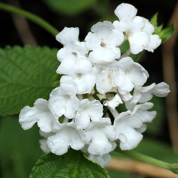 Lantana White - Flowering Shrubs - Premium Flowering Shrubs from Plantparadise - Just $450.00! Shop now at Plantparadise