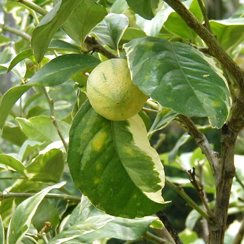 Mosambi Variegata (Grafted)- Fruit Plants & Tree - Premium Fruit Plants & Tree from exoticflora - Just $775! Shop now at Plantparadise