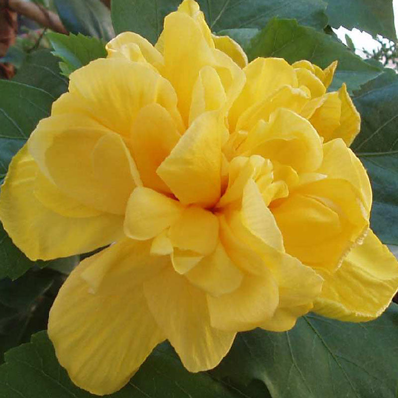 Hibiscus Yellow DOUBLE - Flowering Shrubs - Premium Flowering Shrubs from Plantparadise - Just $299.00! Shop now at Plantparadise