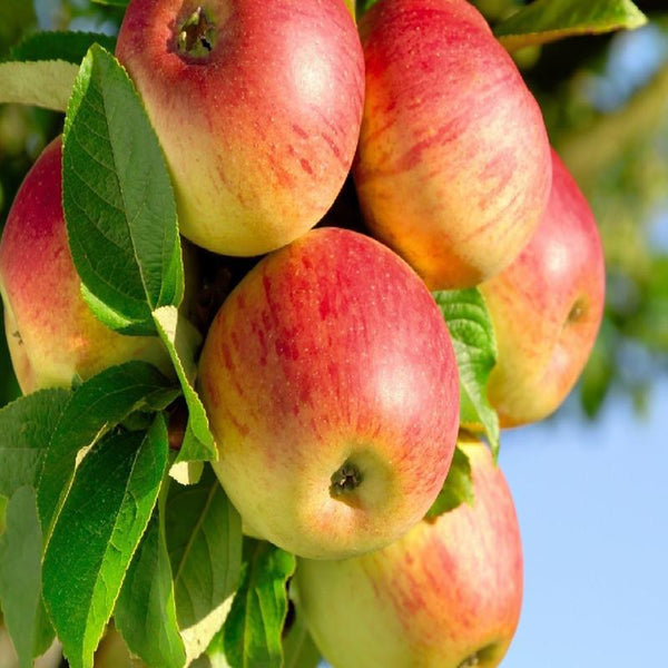 Apple Gold (Grafted) - Fruit Plants & Tree - Premium Fruit Plants & Tree from Plantparadise - Just $550.0! Shop now at Plantparadise