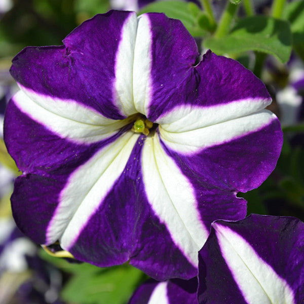 Petunia Purple and White - SEASONALS - Premium SEASONALS from Plantparadise - Just $281.00! Shop now at Plantparadise