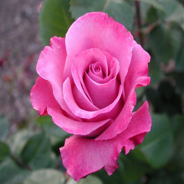 Floribunda Rose - Flowering Shrubs - Premium Flowering Shrubs from Plantparadise - Just $440.00! Shop now at Plantparadise