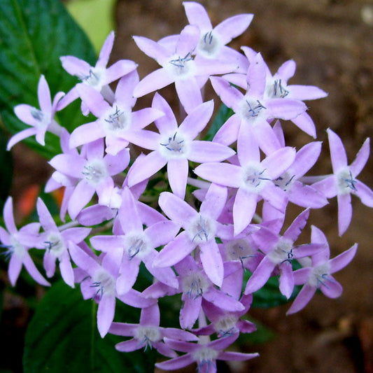 Pentas Violet - Flowering Plants - Premium Flowering Plants from Plantparadise - Just $570.00! Shop now at Plantparadise