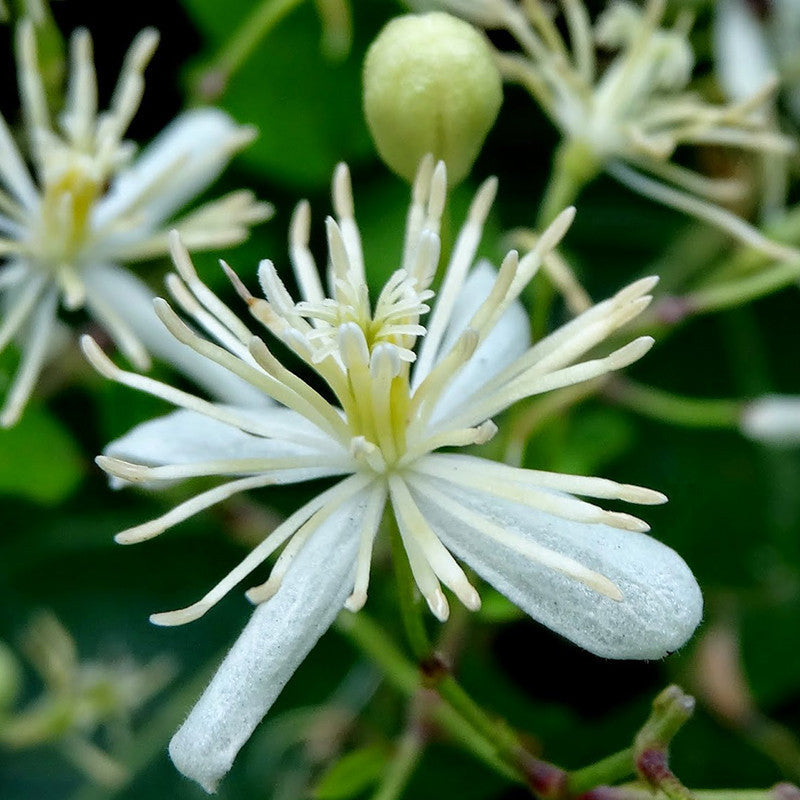 Clematis gourian - Creepers & Climbers - Premium Creepers & Climbers from Plantparadise - Just $665.00! Shop now at Plantparadise