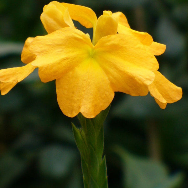 Crossandra Yellow - Flowering Plants - Premium Flowering Plants from Plantparadise - Just $665.00! Shop now at Plantparadise