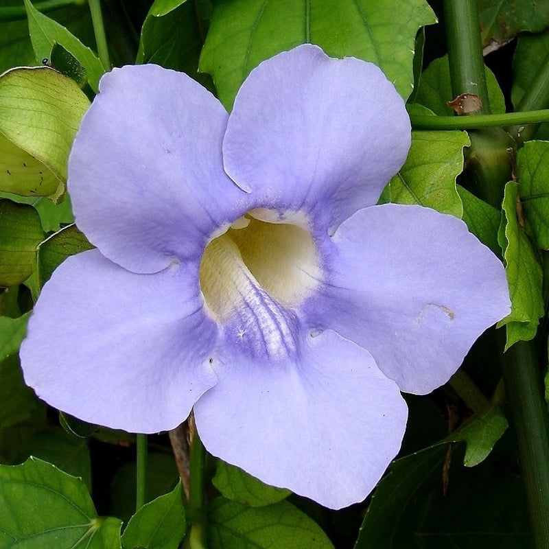 Thunbergia Grandiflora- Creepers & Climbers - Premium Creepers & Climbers from Plantparadise - Just $665.00! Shop now at Plantparadise