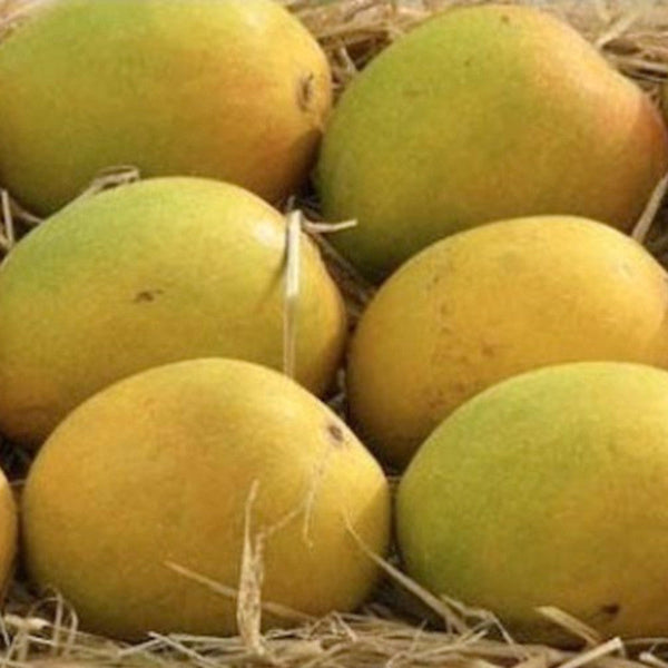 Mango Sugar Candy(Grafted) - Fruit Plants & Tree - Premium Fruit Plants & Tree from Plantparadise - Just $430.0! Shop now at Plantparadise