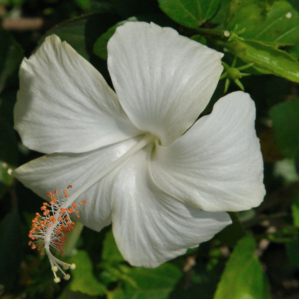 Hibiscus White Desi  - Flowering Plants - Premium Flowering Plants from Plantparadise - Just $299.00! Shop now at Plantparadise