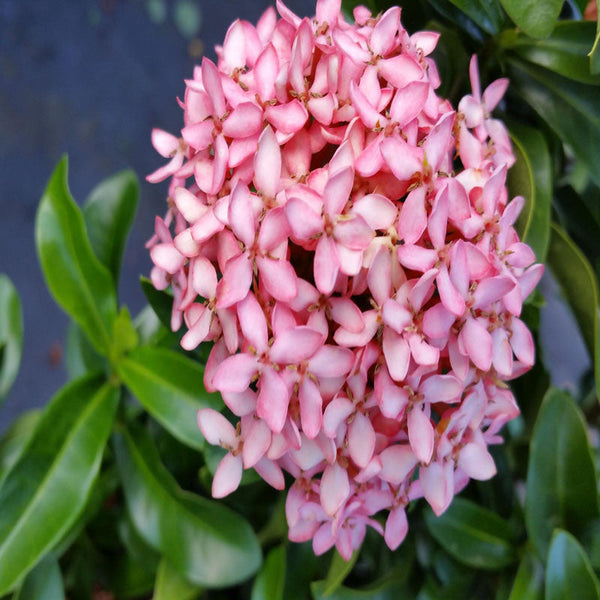 Ixora Mini Dwarf Pink - Flowering Plants - Premium Flowering Shrubs from Plantparadise - Just $340.0! Shop now at Plantparadise