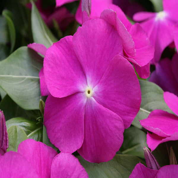 Periwinkle Purple -SEASONALS - Premium SEASONALS from Plantparadise - Just $530.00! Shop now at Plantparadise