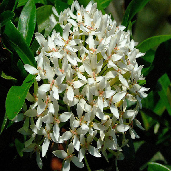 Ixora Mini Dwarf White - Flowering Shrubs - Premium Flowering Shrubs from Plantparadise - Just $340.00! Shop now at Plantparadise