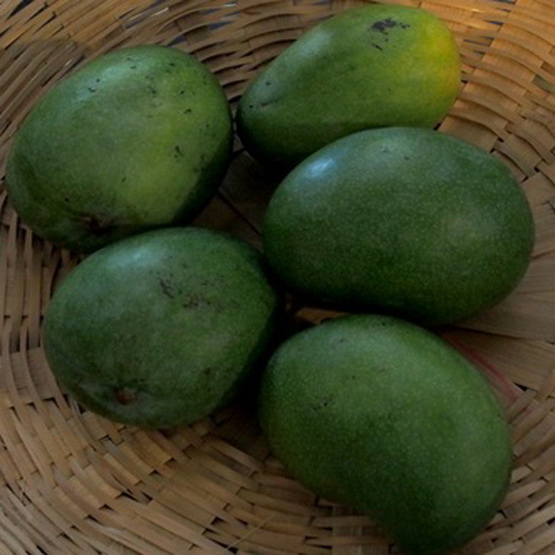 Mango Neelam(Grafted) - Fruit Plants & Tree - Premium Fruit Plants & Tree from Plantparadise - Just $450.0! Shop now at Plantparadise