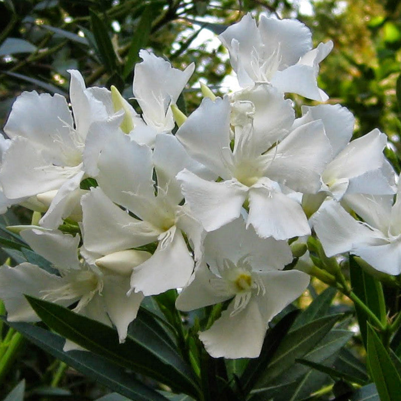 Nerium mini White Single - Flowering Shrubs|Single White Blooms - Premium Flowering Shrubs from Plantparadise - Just $530! Shop now at Plantparadise