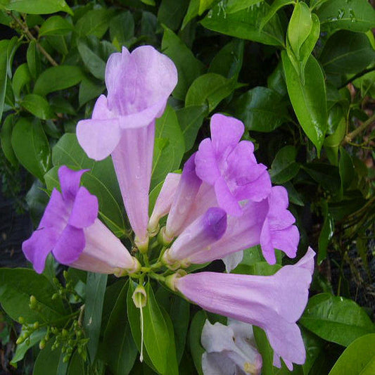 Garlic Creeper - Creepers & Climbers - Premium Creepers & Climbers from Plantparadise - Just $665.00! Shop now at Plantparadise