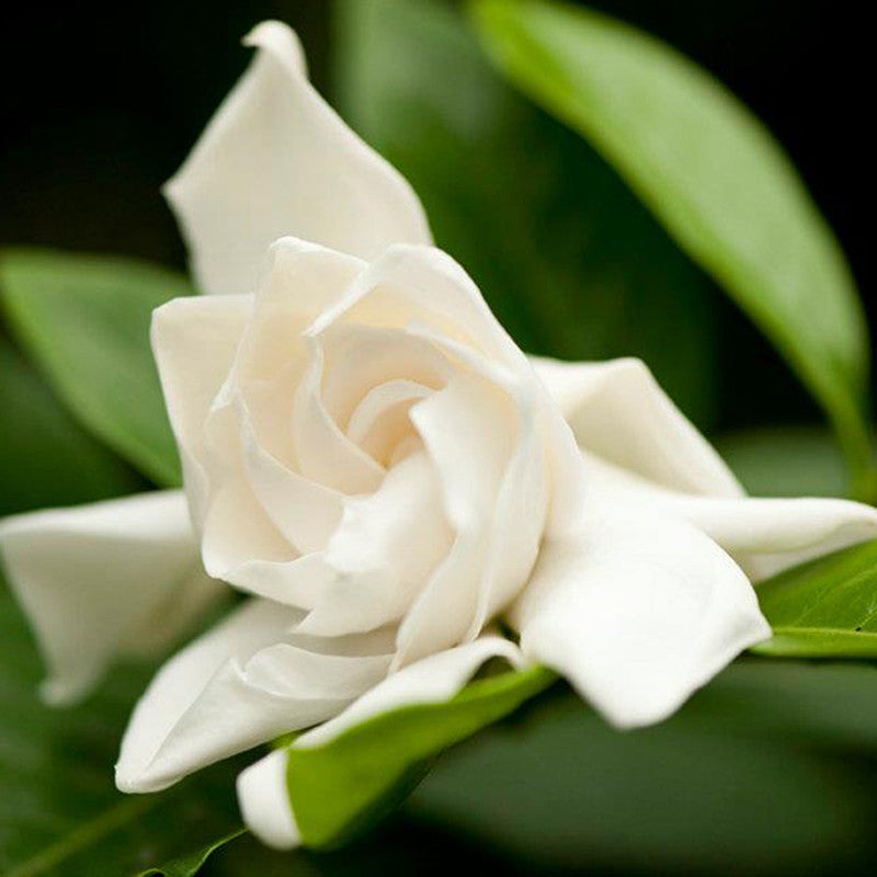Gardenia/Jasmine Rose Regular - Top Perfuming - Fragrant Plants - Premium Top Perfuming - Fragrant Plants from Plantparadise - Just $640.00! Shop now at Plantparadise