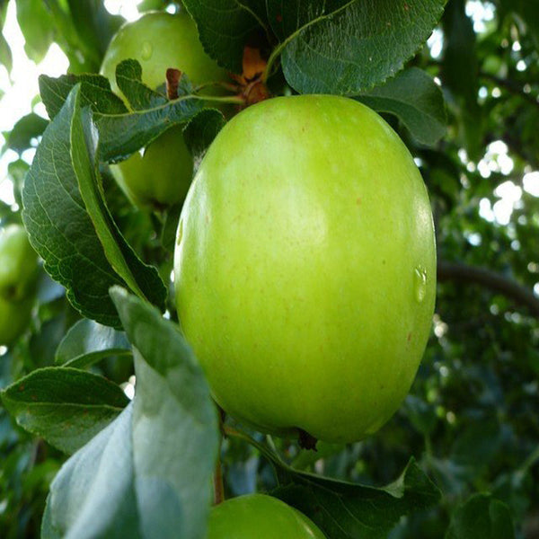 Apple Green (Grafted) - Fruit Plants & Tree - Premium Fruit Plants & Tree from Plantparadise - Just $600.0! Shop now at Plantparadise