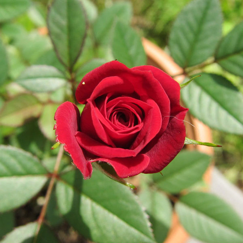 King Of Rose - Flowering Plants - Premium Flowering Plants from Plantparadise - Just $420.00! Shop now at Plantparadise