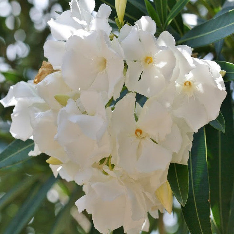 Nerium White Double - Flowering Shrubs - Premium Flowering Shrubs from Plantparadise - Just $670.00! Shop now at Plantparadise