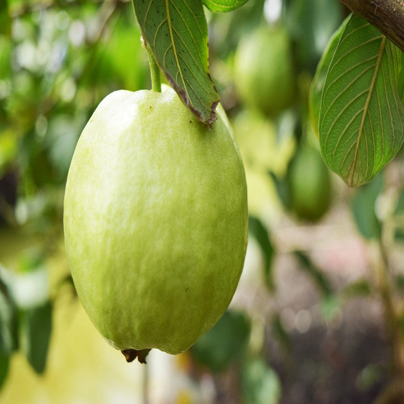 Thailand-Guava - Fruit Plants & Tree - Premium Fruit Plants & Tree from exoticflora - Just $675! Shop now at Plantparadise