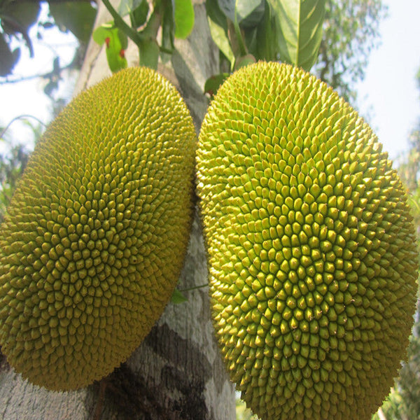 Jack fruit-Honey Panasa(Grafted) - Fruit Plants & Tree - Premium Fruit Plants & Tree from Plantparadise - Just $490.0! Shop now at Plantparadise