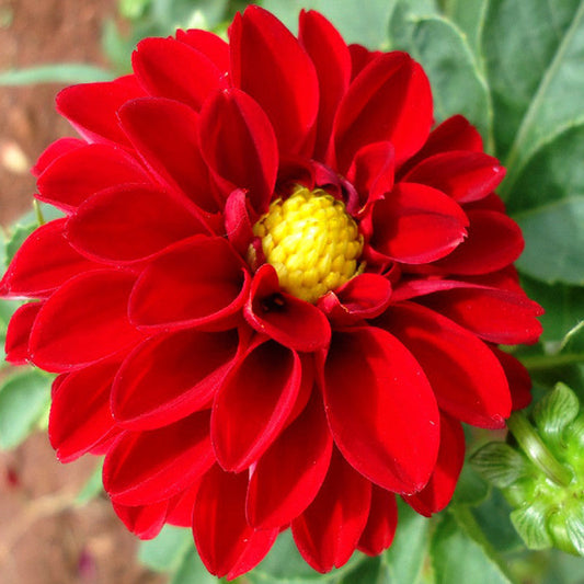 Dahlia Dwarf Red - SEASONALS - Premium SEASONALS from Plantparadise - Just $691.00! Shop now at Plantparadise