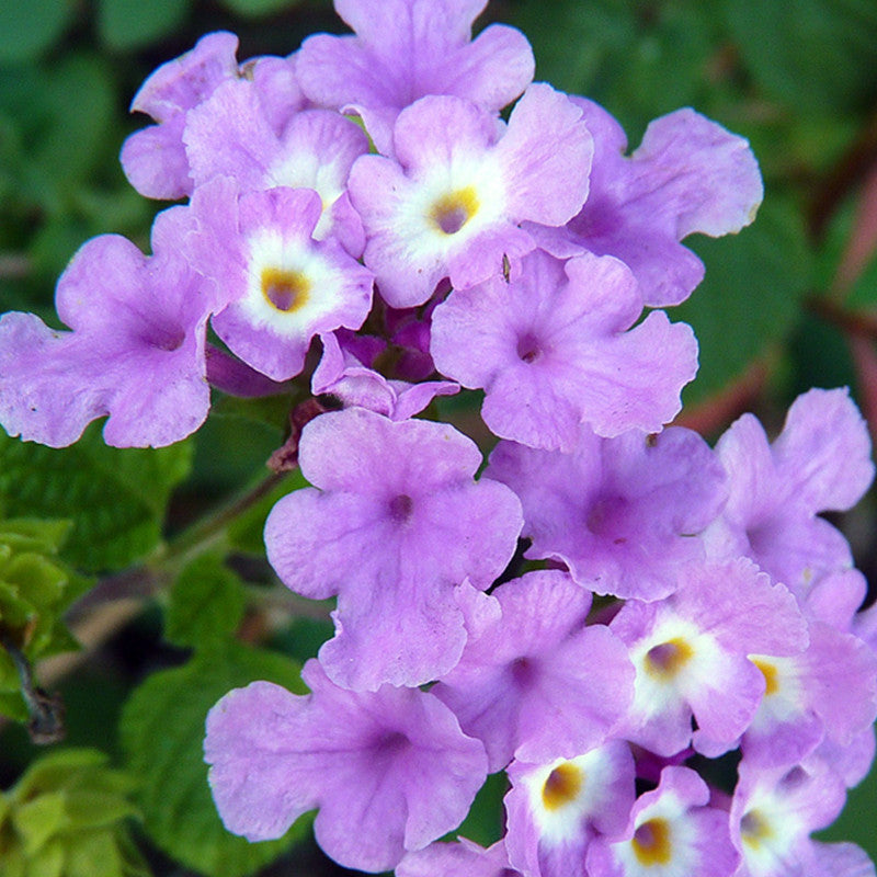 Lantana Purple- Flowering Shrubs - Premium Flowering Shrubs from Plantparadise - Just $450.00! Shop now at Plantparadise