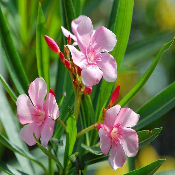 Nerium mini Pink Single - Flowering Shrubs - Premium Flowering Shrubs from Plantparadise - Just $650.00! Shop now at Plantparadise